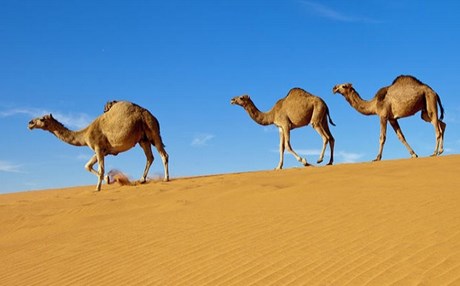 Βάζουν μικροτσίπ στις καμήλες λόγω… MERS
