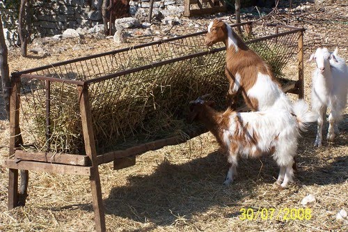 Πουλούσε… κατσίκες στο διαδίκτυο