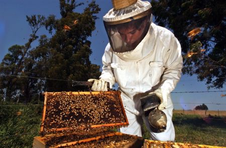 Επιχορήγηση πάνω από 1 εκατ. ευρώ στους μελισσοκόμους