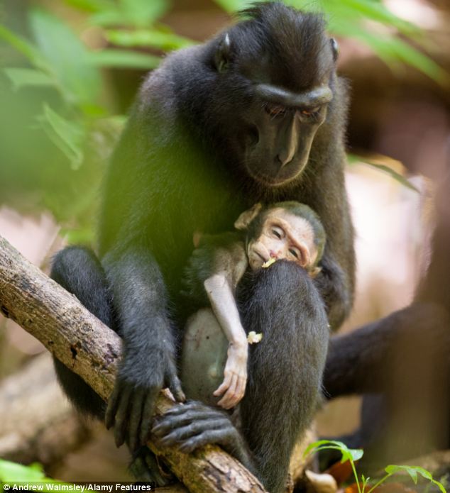 ΦΩΤΟ- Συγκλονιστικό! Η μαμά μαϊμού θρηνεί το παιδί της