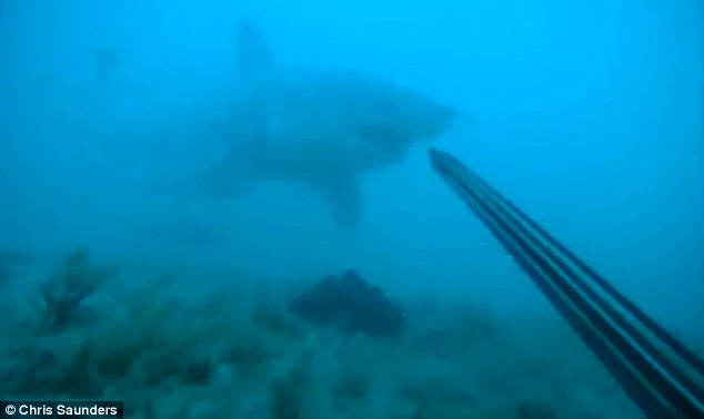 ΒΙΝΤΕΟ-Δύτης αντιμετωπίζει λευκό καρχαρία με… ψαροντούφεκο