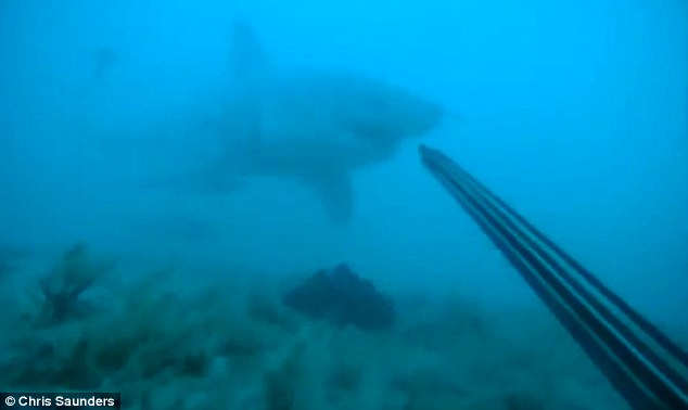 ΒΙΝΤΕΟ-Δύτης αντιμετωπίζει λευκό καρχαρία με… ψαροντούφεκο