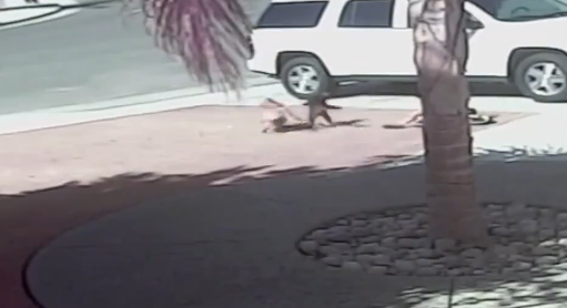 Η ηρωίδα γάτα του Youtube είχε… την τιμητική της