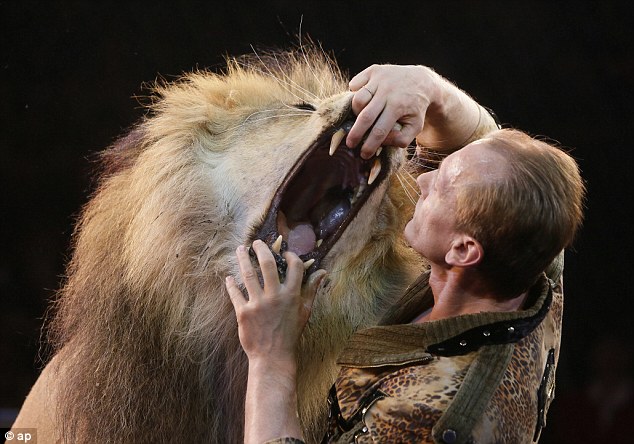 ΦΩΤΟ-Ο γητευτής των λιονταριών