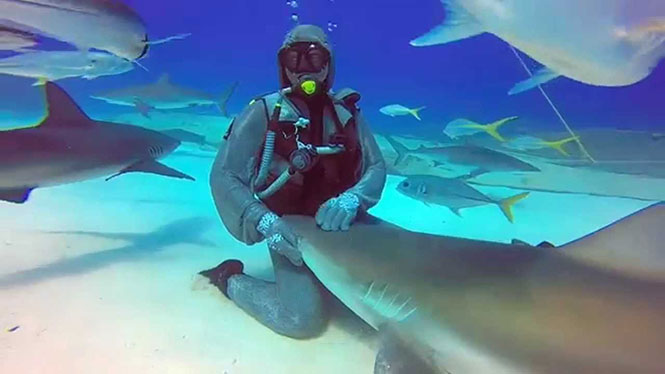 ΒΙΝΤΕΟ-Χαϊδεύοντας τους καρχαρίες