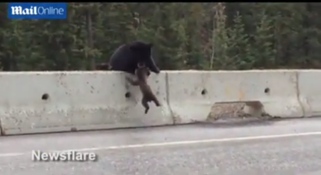 ΒΙΝΤΕΟ-Το μητρικό ένστικτο μιας αρκούδας