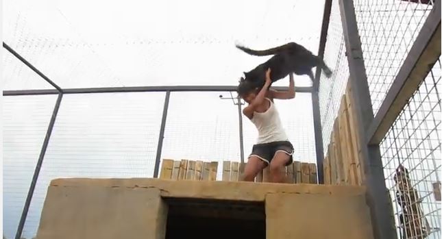 ΒΙΝΤΕΟ-“Επίθεση” αγάπης από λεοπάρδαλη