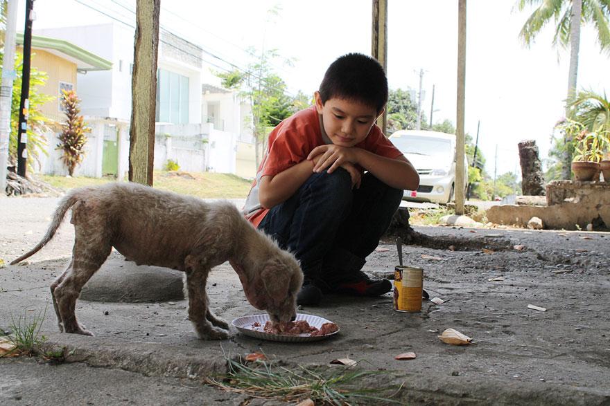 perierga.gr - 9χρονος δημιουργεί το δικό του κέντρο αδέσποτων ζώων!