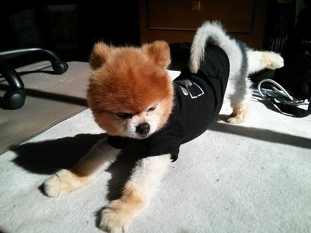 perierga.gr - Ζώα κάνουν και αυτά... γιόγκα! perierga.gr - Ζώα κάνουν και αυτά... γιόγκα!