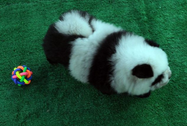 Cuddly: It takes about two hours to groom and colour a normal dog so it looks like a panda. The black and white animals have become all the rage in China