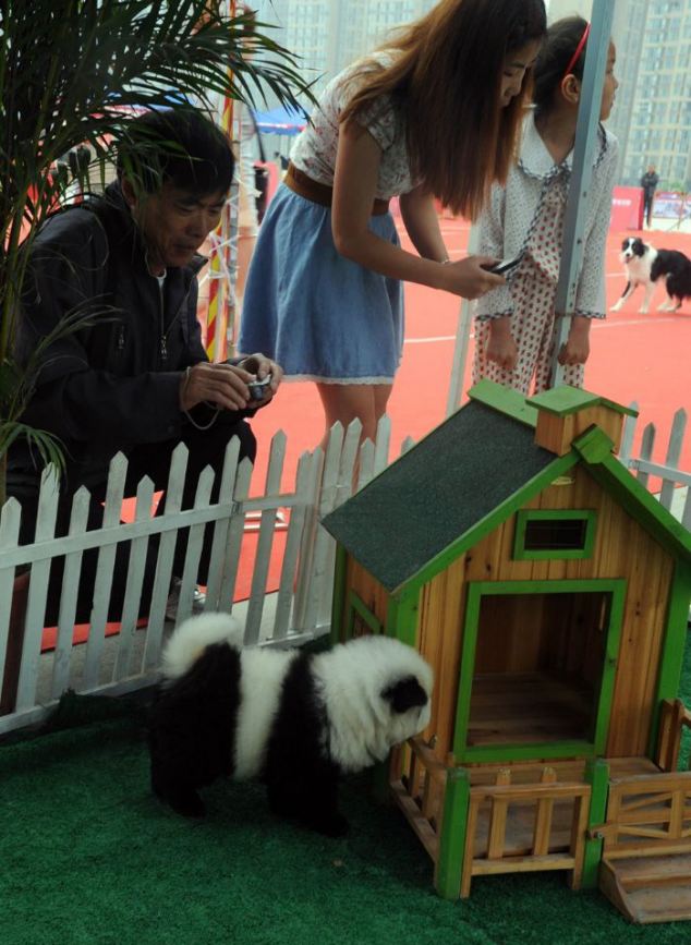 The cute animals have been selling out at pet shops across China. The panda dog is groomed and coloured in a certain way to make it resemble the nation's unique bear