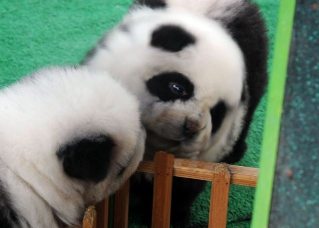 Pet shop owner Hsin Ch'en says there are 'no chemicals or cruelty' involved in turning chows into miniature panda lookalikes