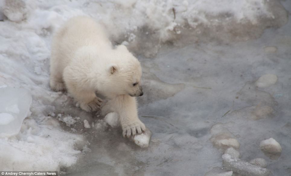 A daunting prospect: A polar bear cub walks hesitantly along the icy edge of the water at Novosibirsk Zoo in Russia as it plucks up the courage to go for a dip