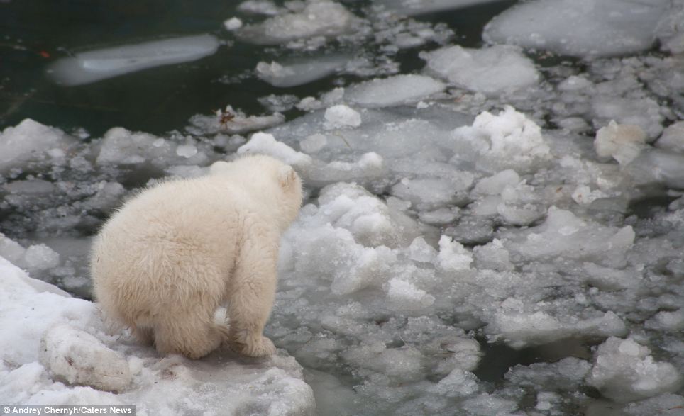 Preparing to jump in: The five-month-old can be seen poisedon the edge of the water after nervously testing the temperature with its paw