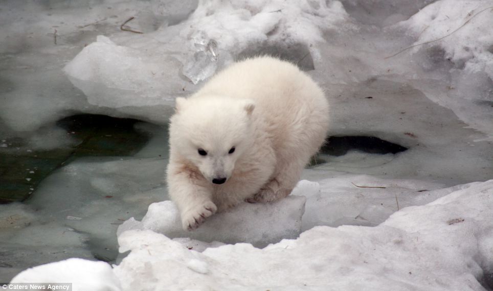 Shying away: Footage shows the cub jumping back and nearly running back to its mother after testing the temperature of the water with its paw