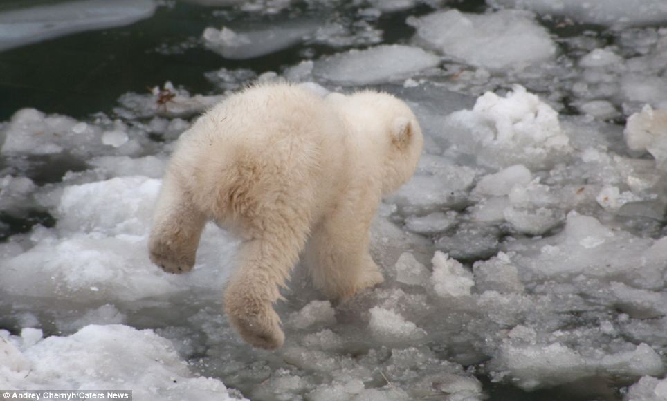 Going for it: Under the watchful eye of its mother, the cub finally decides to brave the cold water and plunges into the pool