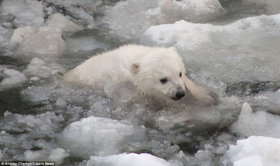 Swimming: Mr Chernyh said: 'The little cub didn't look so sure to begin with, it dipped its paw in the water and nearly ran back to its mother. It was a very funny to watch'