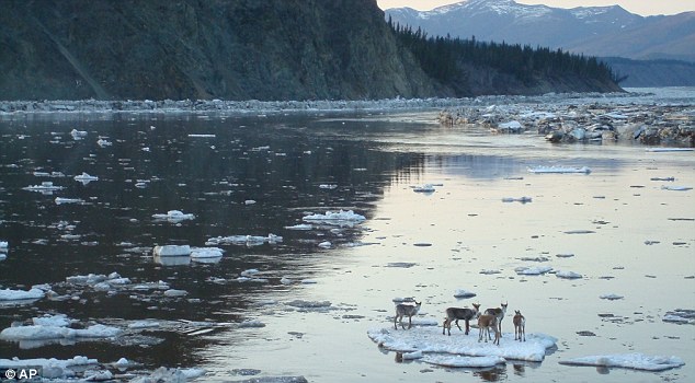 Oh no! Caribou pack are caught adrift by an ice break-up in Canada near the Alaskan border