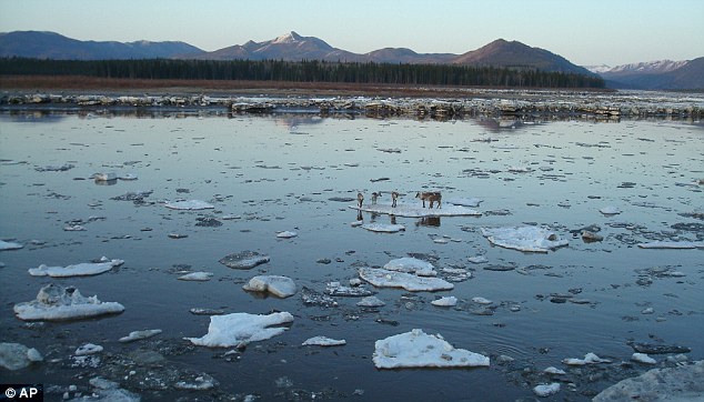 The caribou were separated from their herd in the stunning surrounds