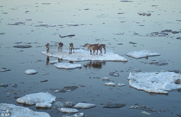 The six reindeer were spotted by homeland security hitching a ride down the Porcupine River