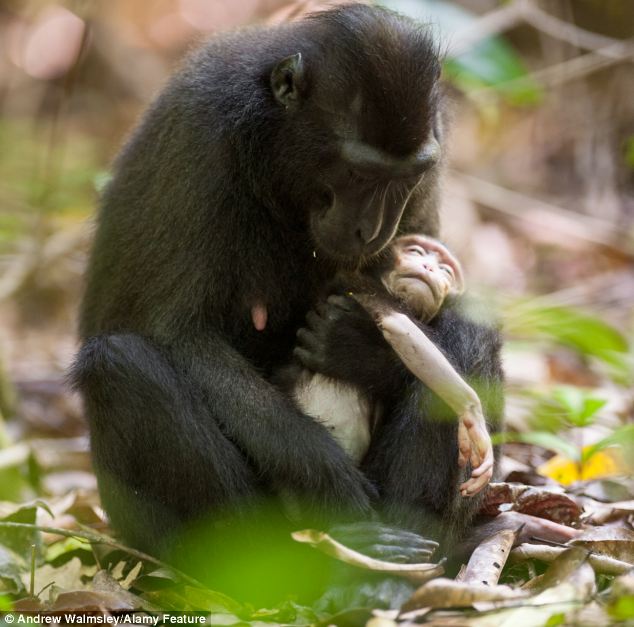 Tragic: The poignant moment was caught on camera by wildlife photographer Andrew Walmsley, from Oxford