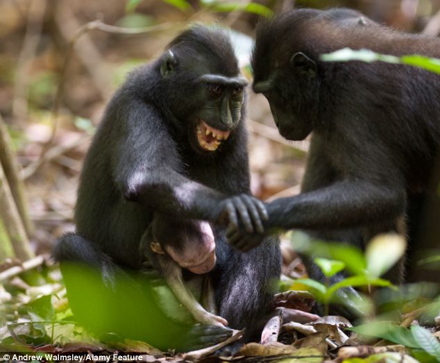 Grief-stricken: The mother spent days carrying around her tiny child at Tangkoko Nature Reserve and National Park in Sulawesi. She even fended off a male macaque who tried to reach out and touch the baby (pictured)