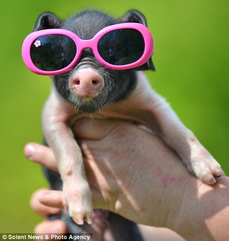 A cool looking piglet enjoys the sizzling heat at Manor Farm and Country Park in Southampton, Hampshire