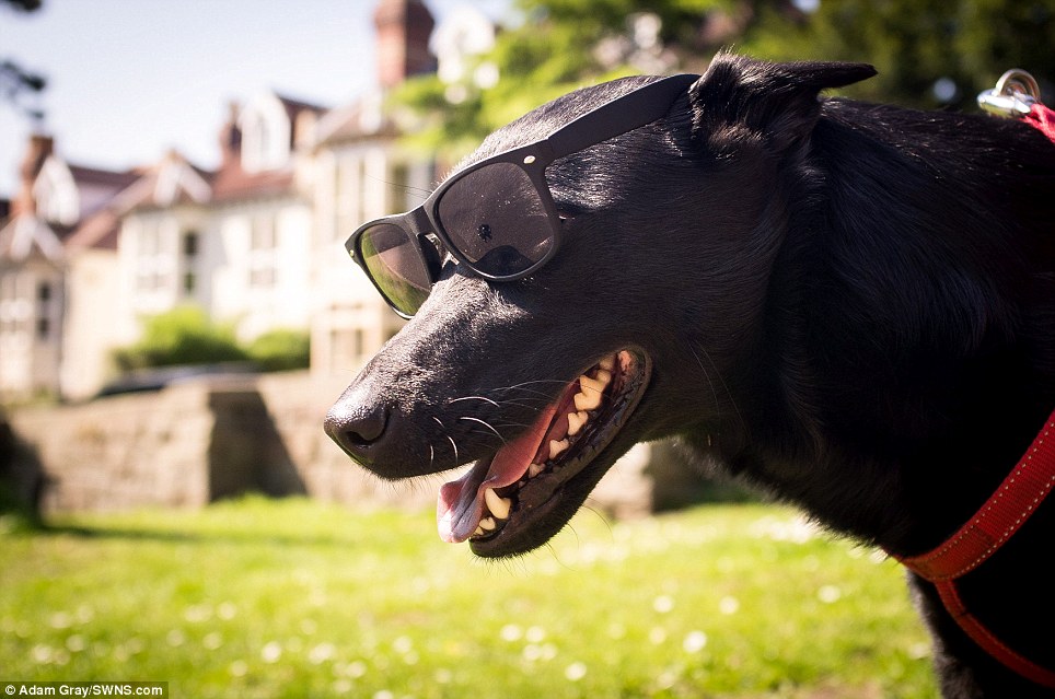 Shade: A dog wears sunglasses as people enjoy the hot weather in St Andrews Park in Bristol, as temperatures remain high across the UK