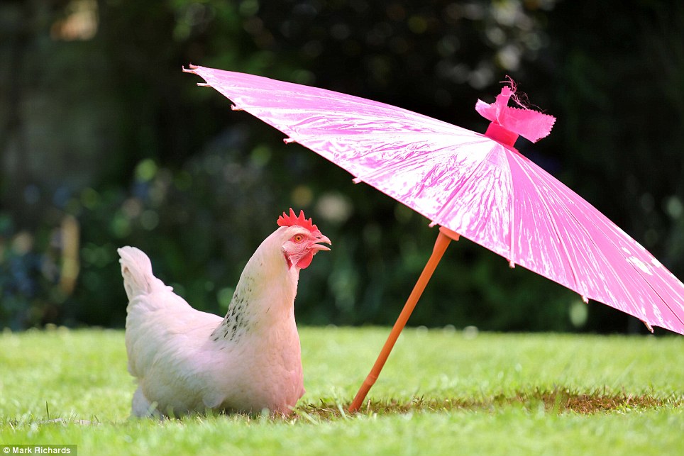 Egg-cellent idea: On what is the hottest weekend of the year, this chicken keeps cool under the shade of an umbrella in the South of England