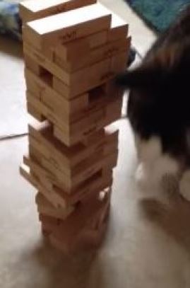 BINTEO-Αυτή η γάτα ξέρει να παίζει «Jenga»
