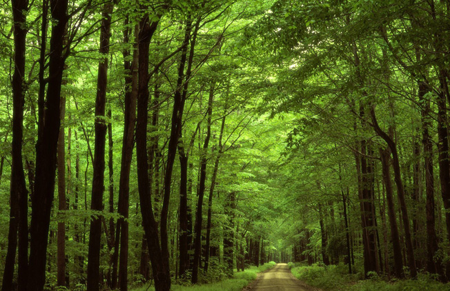Καθυστερούν οι δασικοί χάρτες