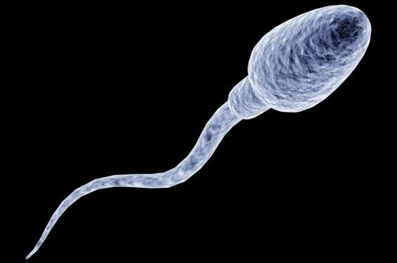 Σπερματοζωάριο… 16 εκατ. ετών