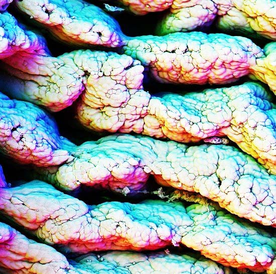 perierga.gr - Το ανθρώπινο σώμα στο μικροσκόπιο!