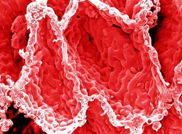 perierga.gr - Το ανθρώπινο σώμα στο μικροσκόπιο!