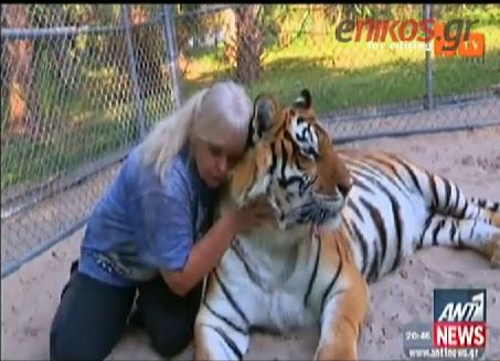 ΒΙΝΤΕΟ-Οι τίγρεις έγιναν… κατοικίδια