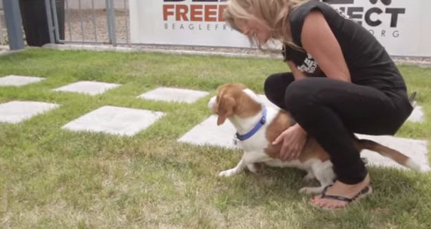 ΒΙΝΤΕΟ-9 σκυλάκια εργαστηρίου βγαίνουν για πρώτη φορά από το κλουβί τους