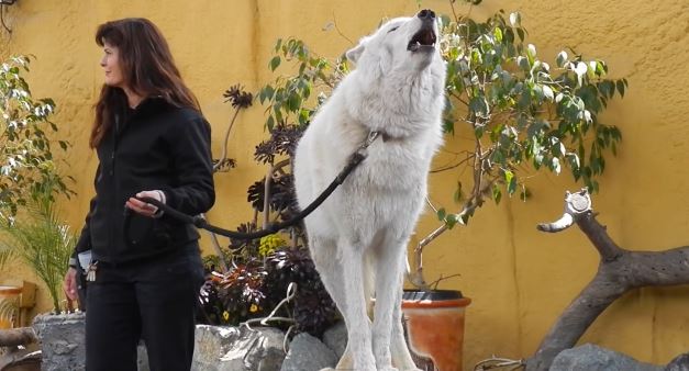 ΒΙΝΤΕΟ-Το ουρλιαχτό του λύκου