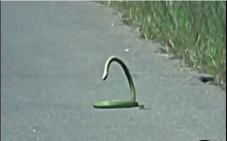 ΒΙΝΤΕΟ-Ο εντυπωσιακός χορός του φιδιού