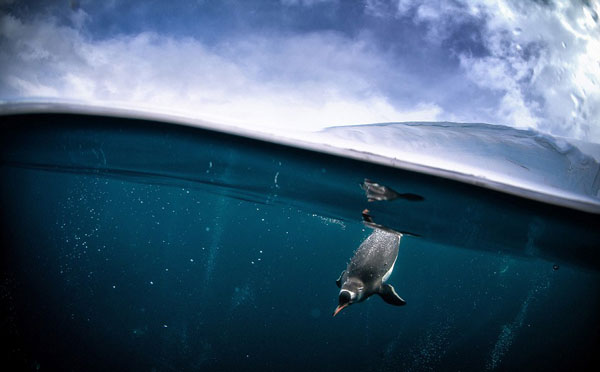 ΒΙΝΤΕΟ-Πού κρύφτηκε ο πανέξυπνος πιγκουίνος;