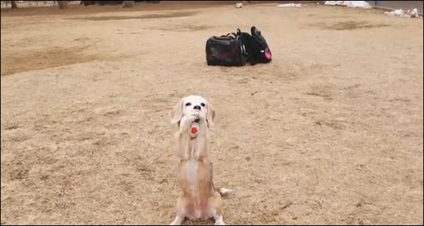 ΒΙΝΤΕΟ-Ο Μπουφόν των… σκύλων