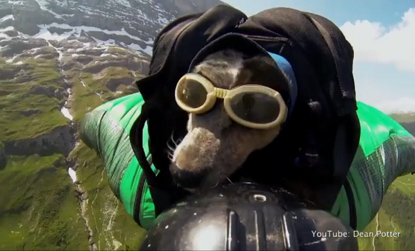 ΒΙΝΤΕΟ-Ο πρώτος σκύλος που έκανε ελεύθερη πτώση