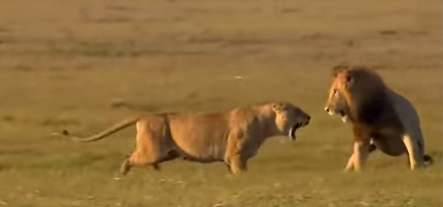 ΒΙΝΤΕΟ-Η μονομαχία ανάμεσα σε ένα λιοντάρι και μία… λέαινα