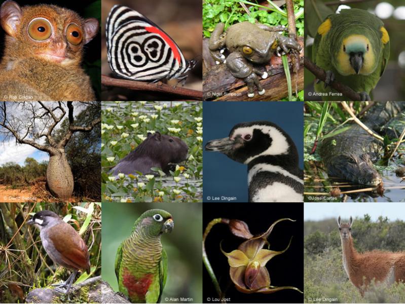 Έρχεται νέα μαζική εξαφάνιση ειδών