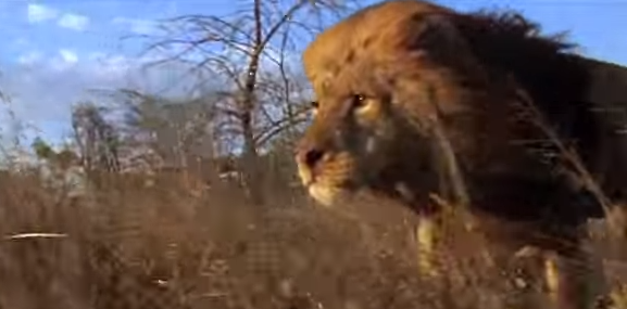 ΒΙΝΤΕΟ-Συγκλονιστική μάχη λιονταριών για την κυριαρχία
