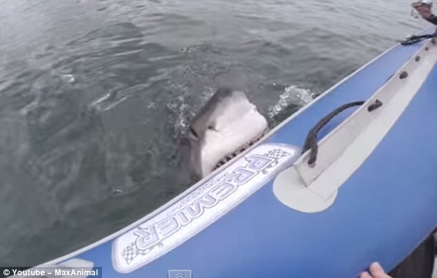 ΒΙΝΤΕΟ-Λευκός καρχαρίας επιτίθεται σε φουσκωτό