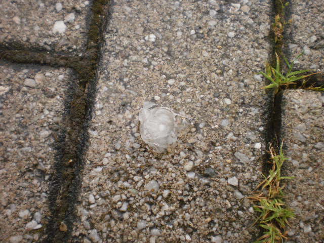 ΒΙΝΤΕΟ-Χαλάζι σε μέγεθος φουντουκιού στην Κοζάνη