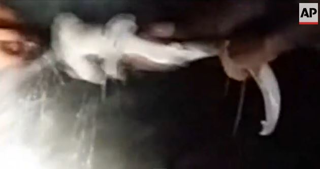 BINTEO-Ψαράδες ξεγέννησαν καρχαρία