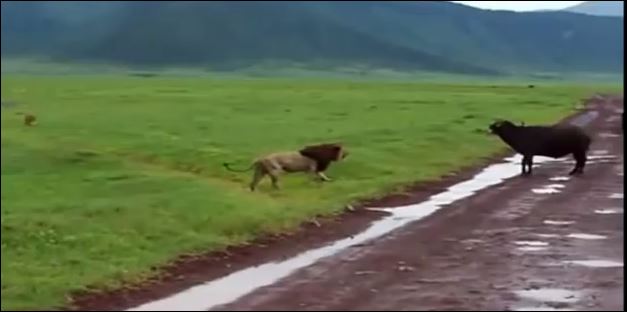 ΒΙΝΤΕΟ-Αφρικανικός βούβαλος κερδίζει ένα λιοντάρι