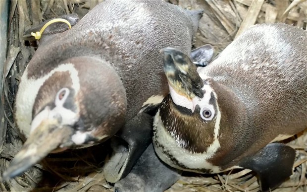 Ομοφυλόφιλοι πιγκουίνοι “υιοθέτησαν” κοτοπουλάκι