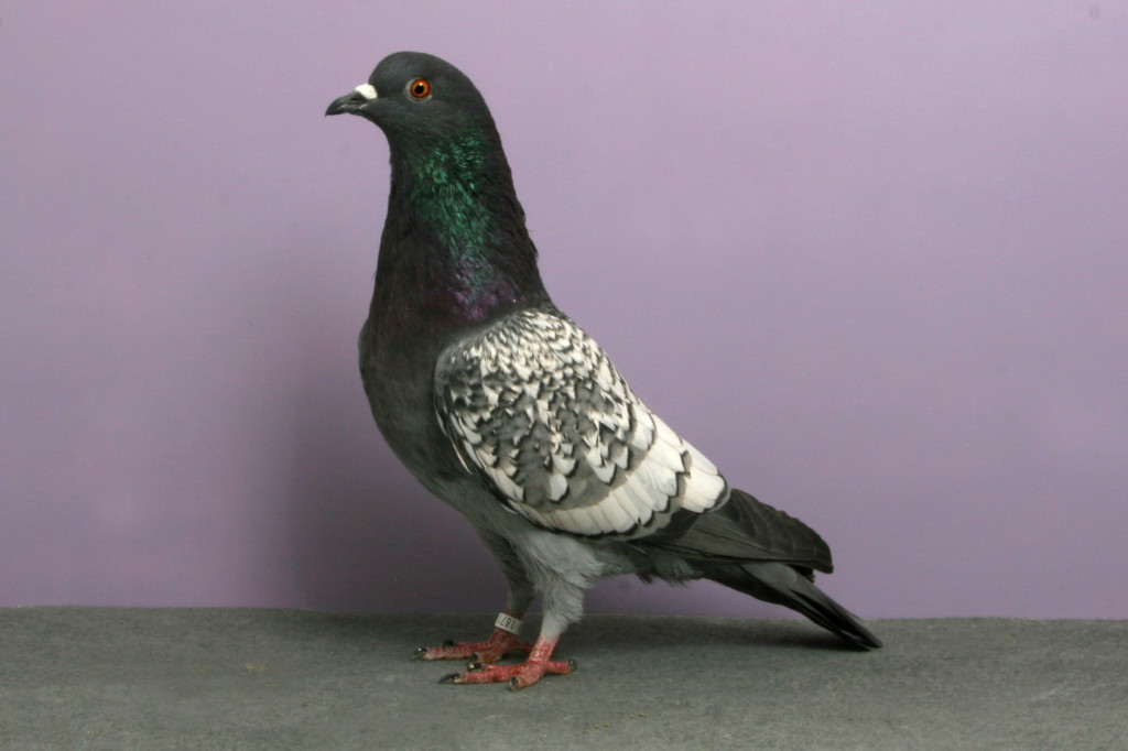 perierga.gr - Τα 10 πιο έξυπνα ζώα του πλανήτη! perierga.gr - Τα 10 πιο έξυπνα ζώα του πλανήτη!